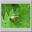 Phyllobius pomaceus - Ruesselkaefer 04.jpg